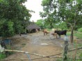 /album/galleria-foto-prima-farm/img-5833-copia-jpg/
